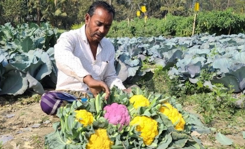 রঙিন কপি চাষে নতুন দিগন্ত খুলেছে লক্ষ্মীপুরে