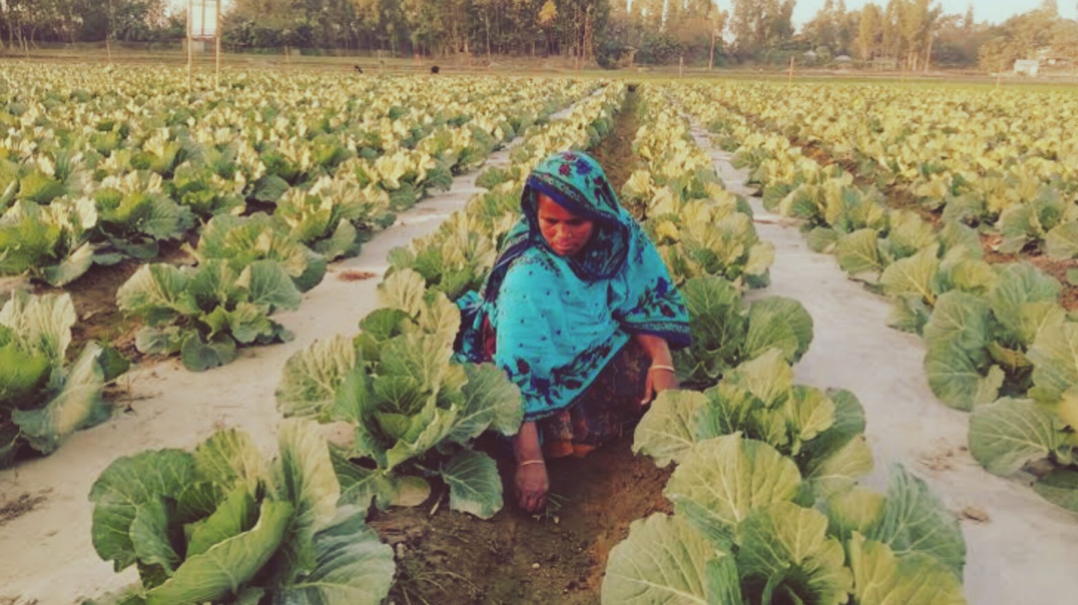 শাকসবজি চাষে পাল্টে যাচ্ছে চরাঞ্চলের মানুষের জীবিকা