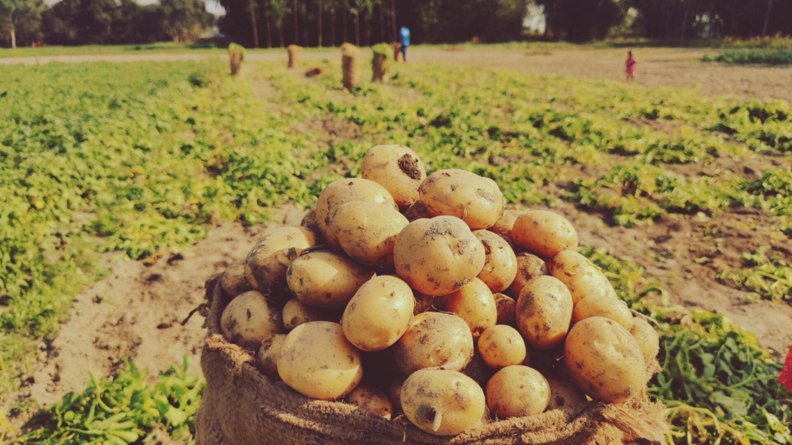 আলুতে লাভের বদলে দেনা পরিশোধ নিয়েই দুশ্চিন্তা