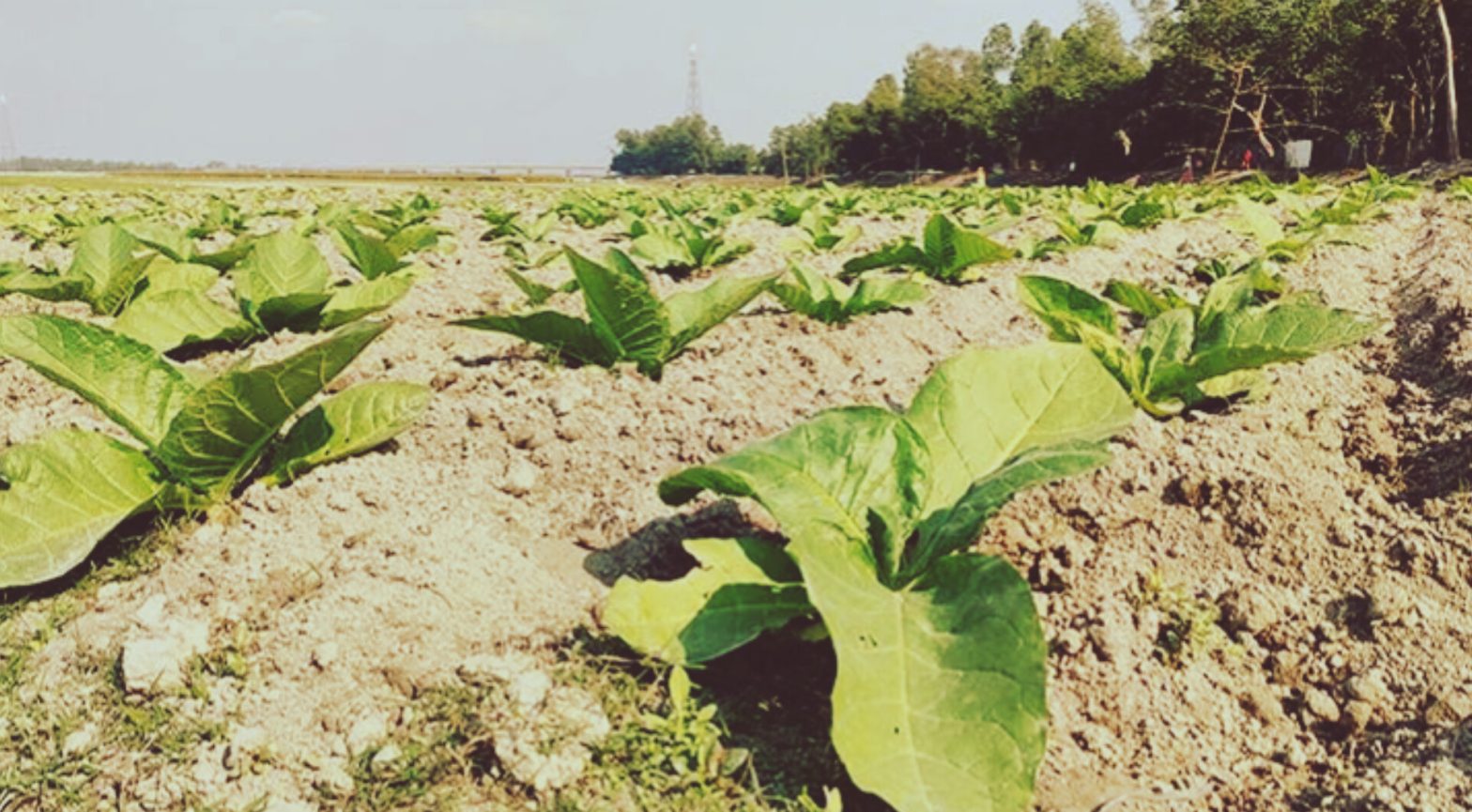 লালমনিরহাটে তামাক চাষ বেড়েছে প্রায় দ্বিগুণ