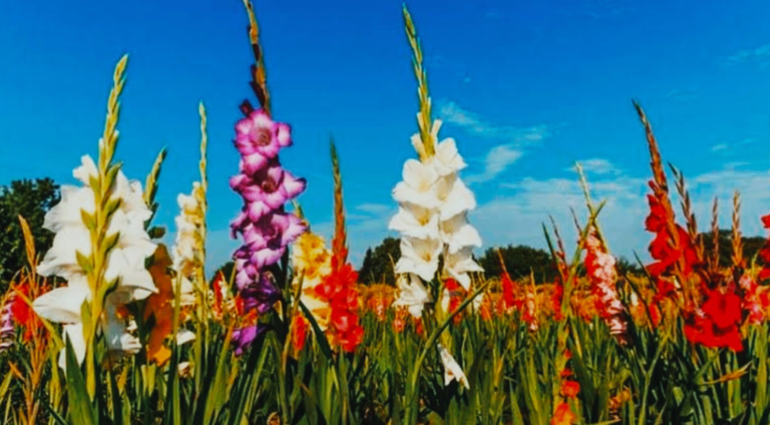 দেশজুড়ে ফুলের সুবাস ছড়াতে প্রস্তুত গদখালী