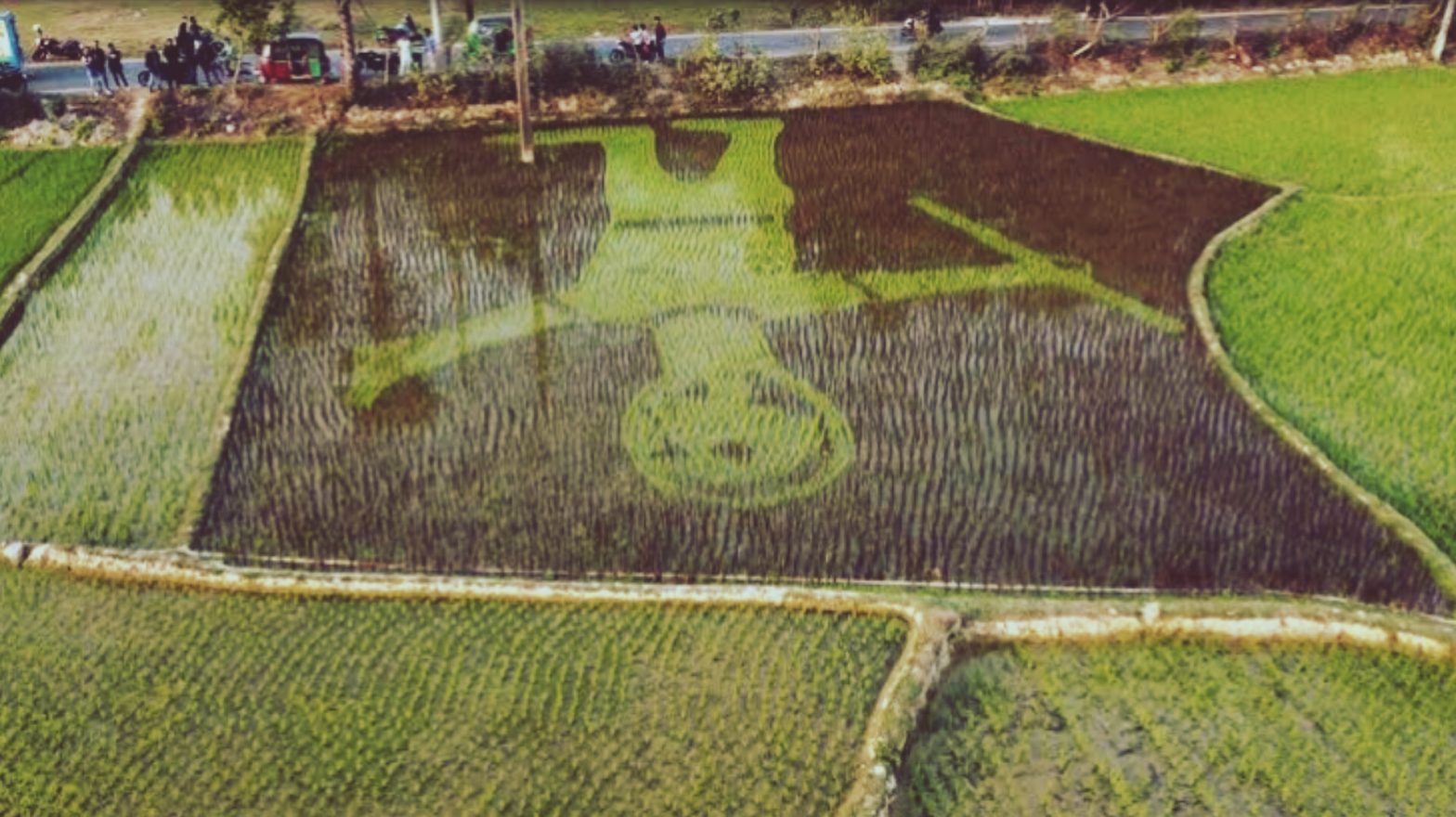 শস্যচিত্রে শহীদ আবু সাঈদ