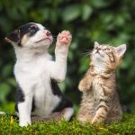 বিশ্ব প্রাণী দিবস আজ